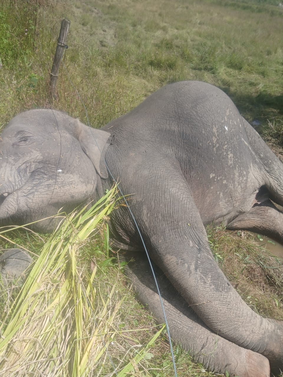 ಆನೆಗಳ ಸಾವಿನ ತನಿಖೆಗೆ ಆದೇಶಿಸಿದ ಅರಣ್ಯ ಸಚಿವ ಈಶ್ವರ ಖಂಡ್ರೆ